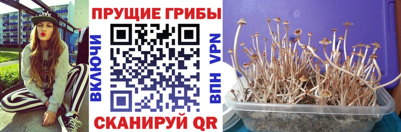 как найти наркотики Мытищи Псилоцибиновые грибы GOLDEN TEACHER